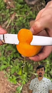 An orange with a different color | Curiosity of Junior