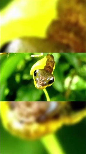 🐛 The caterpillar that looks like a snake