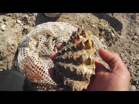 How to cook and eat sea snails