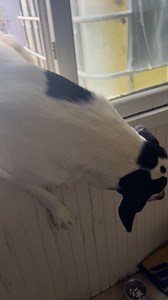 86K views · 1.5K reactions | Update 30.10.❤️ Benekli hat zu Hause...