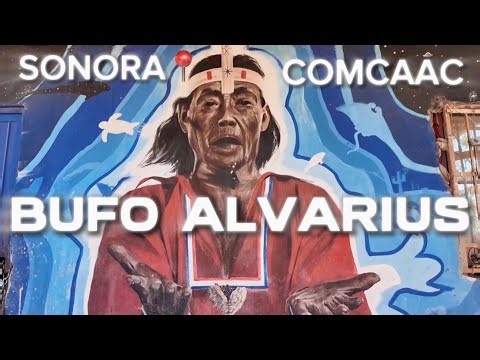 COLECTIN BUFO ALVARIUS SONORA MEXICO📍