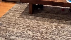 Frapping around and wilding out by Angus! #corgisofinstagram #funnydogs #sillyanimals #frapping #pawsome | Three Corgis