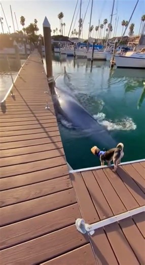Cat & Dog Rescue a Baby Blue Whale 😳🐾 | Incredible Animal Heroes!