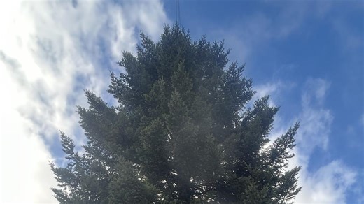 Das ist der Frankfurter Weihnachtsbaum 2025