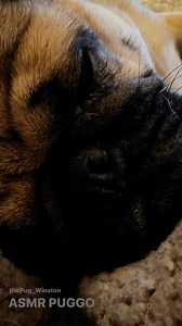 9.7K views · 1.3K reactions | Pug snores, #ASMR edition. #pug #puggo | Winston The Pug | Facebook