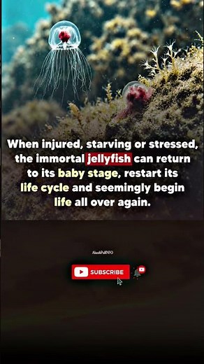 Meet the immortal jellyfish that restarts its life cycle from the beginning if it gets hurt! 🤯
