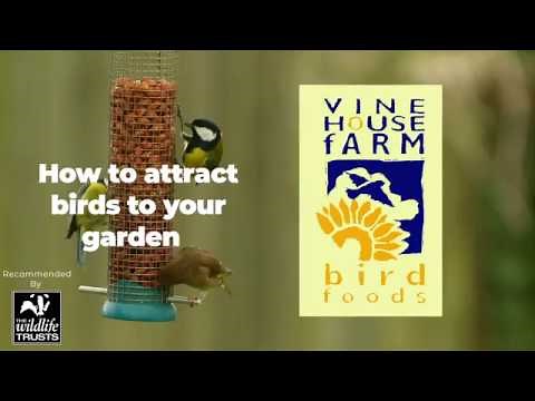How To Attract Wild Birds (Highlights)