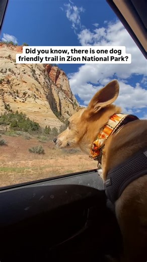 🏜️ THE ONLY DOG FRIENDLY TRAIL IN ZION NATIONAL PARK Zion is one of the most stunning national parks in the U.S., but it’s also one of the most restrictive for dogs. While you can enjoy incredible views from the scenic drive and overlooks, there’s only one trail where your dog can join you for a walk. 🐾 THE PA’RUS TRAIL This 3.5 mile (one way) paved trail starts at the visitor center and follows the Virgin River through the valley, ending near the Canyon Junction area. It’s flat, easy to follo