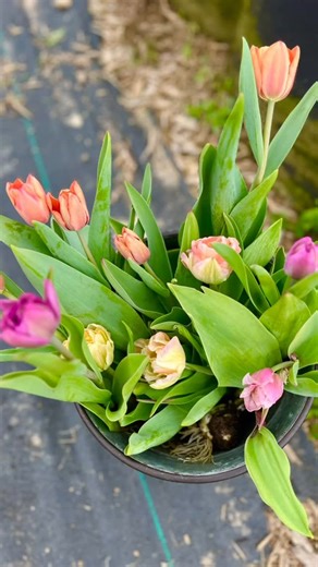 TulipsOne of the first Spring blooms to burst through the chill of...