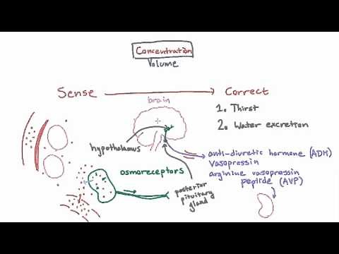 How the Body Corrects Concentration Changes - Thirst and ADH