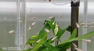 Albino Glowlight Tetra Fish | Ace Story Aquatic | Facebook