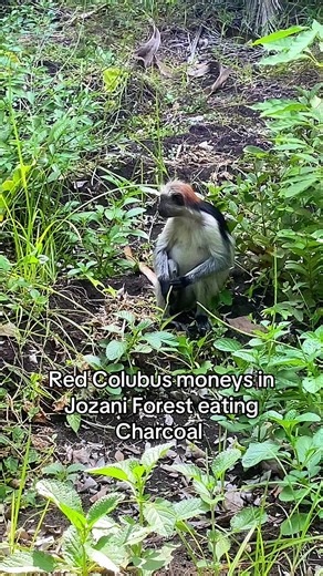 Why do monkeys eat charcoal? Zanzibar red colobus monkeys eat charcoal to neutralize cyanide and other toxins, turning toxic leaves into a safe meal. #zanzibar #tanzania #monkeys #charcoal #nature