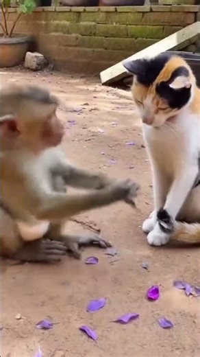 Can a cat and a monkey get along? Watch their hilarious fight! #funnyanimals #cat #funnypets