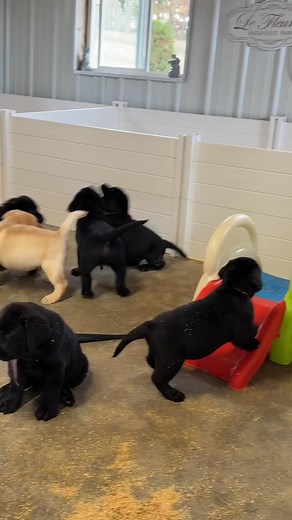 11K views · 550 reactions | Fairfax Pines Labrador Retrievers on Reels | Facebook