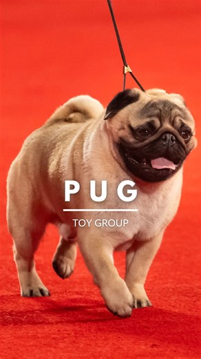 74K views · 1.3K reactions | Pugs live to love and to be loved in return. These small but muscular dogs were once mischievous companions to Chinese emperors. Learn more: https://bit.ly/49d3ZBs | American Kennel Club | Facebook
