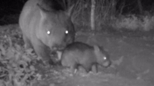 Baby northern hairy-nosed wombat filmed at Australia refuge