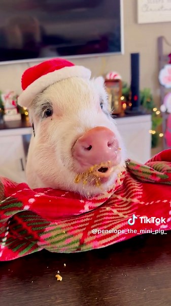 Daisy the Mini Pig's Adorable Peanut Butter Moment