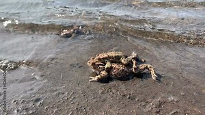 pair of toads at a pond. Mating season in spring.
