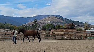 First Steps to Starting Your Horse