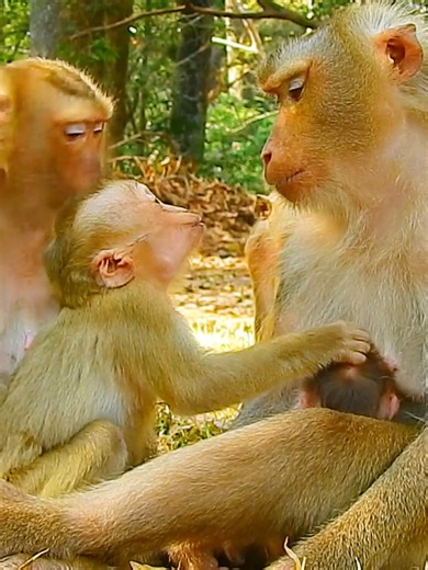 96K views · 1.4K reactions | Wow awesome how little Jenifer lip-smacking request touching baby Lily #beautiful #monkeydluffy #monkeycute #babymonkey #monkeyface #lovely #monkey #cute #animals #animalsbaby #poormonkey #monkeycry #funny #funnyvideo #cuteanimals | MonkeyLily Family | Facebook