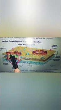 nuclear pore compex #biology #newsyllabus2025 #cellbiology