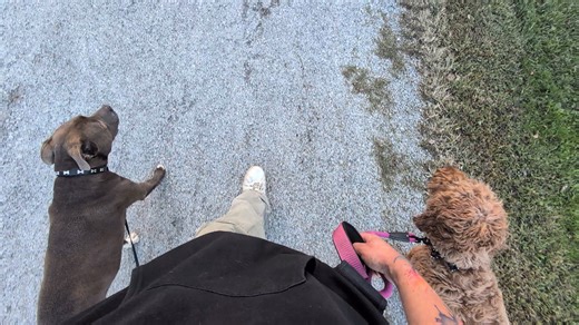 Everyone wants their dog to be trusted to listen even when there's tempting distractions all around. ​This video demonstrates a high level of off-leash and on leash control. It's more than just a perfect heel; during this walk, you can see reliable obedience in action: ​Flawless Off-Leash Heel: Showing focus and discipline right by my side. ​Prompt Recall: Coming when called, regardless of distractions. ​Redirection with "Look" "Leave It": I used a "Leave It/ look" command to redirect the dog's 