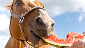 Can horses eat watermelon? H&H investigates...