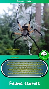 Beginilah pengorbanan laba-laba jantan saat masa kawin. Betina yang jauh lebih besar kadang memiliki perilaku ekstrem, sesaat setelah kawin, jantan dibungkus dengan sutera halus betina dan dijadikan sumber energi tambahan untuk menghasilkan dan menjaga telur-telurnya. Walau berisiko bagi sang jantan, perilaku ini justru meningkatkan peluang keberhasilan reproduksi betina. #faunastories #labalaba #spider #mating #animalworld #fyp | Fauna Stories