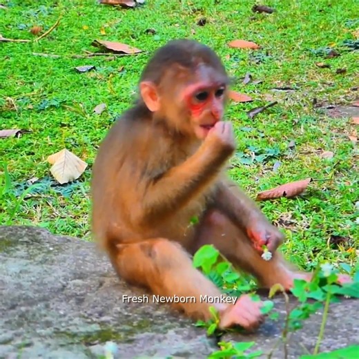 11 reactions | OMG this abandon baby monkey sit like a king, Hope he become a king in the future, FNM53041 | Fresh Newborn Monkey | Facebook