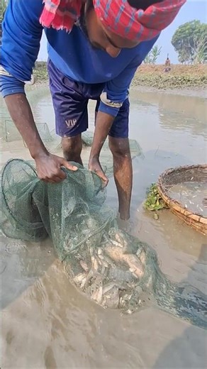 Catching Lots Of Native Fish by China Duari Net in Beel Pond #fishvideo #fishing #bigfish