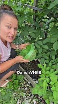 Mein Salat ist gekeimt – so geht es jetzt weiter 🌿