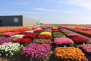 Discover the Magic of Dutch Tulips at Tulip Experience Amsterdam