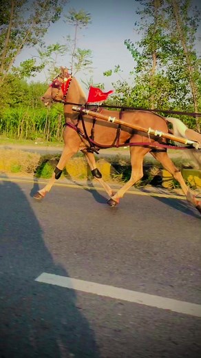 ✨BRAND_BULBUL ✨ on TikTok