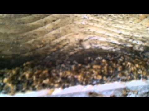 The Sickest Most Infested Bed Bug Job in Syracuse, NY