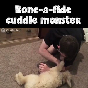 It gets no better than this ❤ | Pet Videos Daily