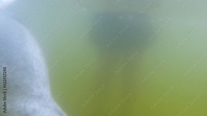 Common or Atlantic bottlenose dolphin - Tursiops truncatus, wide-ranging marine mammal of Delphinidae, the largest species of the beaked dolphins inhabits temperate and tropical oceans.