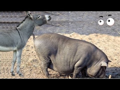 The Creature That Terrified Ancient Kingdoms!