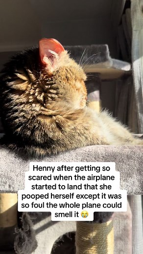 Funny Cat Poops on Plane - Hilarious Reaction!