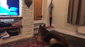 Working on the DOWN command around distractions and without tools .. | Take the Lead Dog Training | Facebook