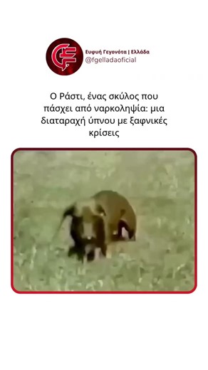 Ευφυή Γεγονότα | Ελλάδα on Instagram: "Ο Ράστι, ο ναρκοληπτικός σκύλος, έγινε διάσημος χάρη σε ένα εκπαιδευτικό σύντομο φιλμ του 1991, το οποίο χρησιμοποιήθηκε στα μαθήματα ψυχολογίας και στη μελέτη των διαταραχών ύπνου. Ήταν ένα λουκάνικο σκυλάκι (γνωστό ως «dachshund») που έπασχε από ναρκοληψία — μια πάθηση που προκαλεί ξαφνικά και ανεξέλεγκτα επεισόδια ύπνου. Ο Ράστι μπορούσε να τρέχει και να παίζει γεμάτος ενέργεια, για να καταρρεύσει ξαφνικά σε βαθύ ύπνο. Μερικές φορές φαινόταν ότι τα μικρά