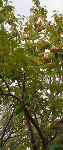 《木瓜海棠》春落娇花孕子忙，秋深枝果透金黄。蔷薇科目木瓜属，入药舒筋有妙方。#木瓜海棠果#木瓜海棠果又叫木桃，其味酸、性温，具有和胃化湿、舒筋活络等功效。#木瓜海棠蔷薇科木瓜属#随拍