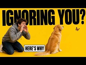 The Real Reason Your Rottweiler Ignores You (Most Owners Miss This)