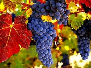 Grape Stomping Festival Is A Fun Way To Enjoy Wine