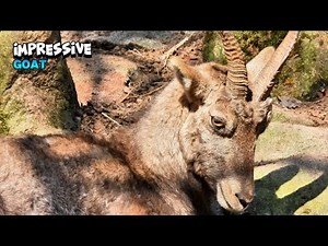 Marvelous Goat Looking Around