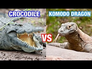 KOMODO DRAGON VS. CROCODILE - Who Will Win?