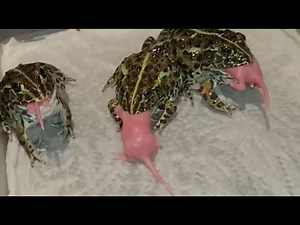 Epic Pacman Frog Feeding Frenzy! Watch These Hungry Frogs Devour Pinky Mice in Real Time