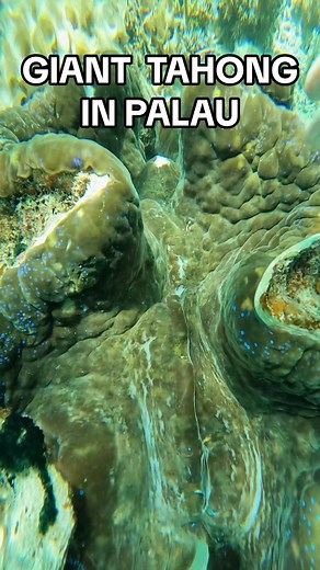Discover the Marvels of Palau's Giant Clams