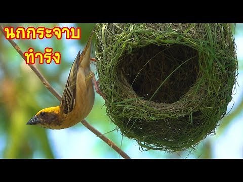 นกกระจาบทำรัง ใกล้กับ รังแตน เกราะป้องกัน ตามธรรมชาติ ราชาแห่งนกสานรัง สร้างรังได้สวยงาม