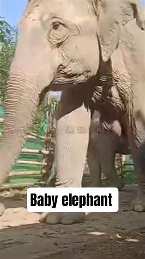 Baby elephant 😘😭 #elephant #wildlifeentertainment #babyanimals #animals