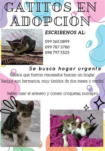 6 comments | Caso externo!! Hermosos gatitos en adopción responsable, comunícate a los números de la publicación ❤️. Dales un oportunidad #adoptaguayaquil #adopta | Adopción Animal Guayaquil - AG | Facebook